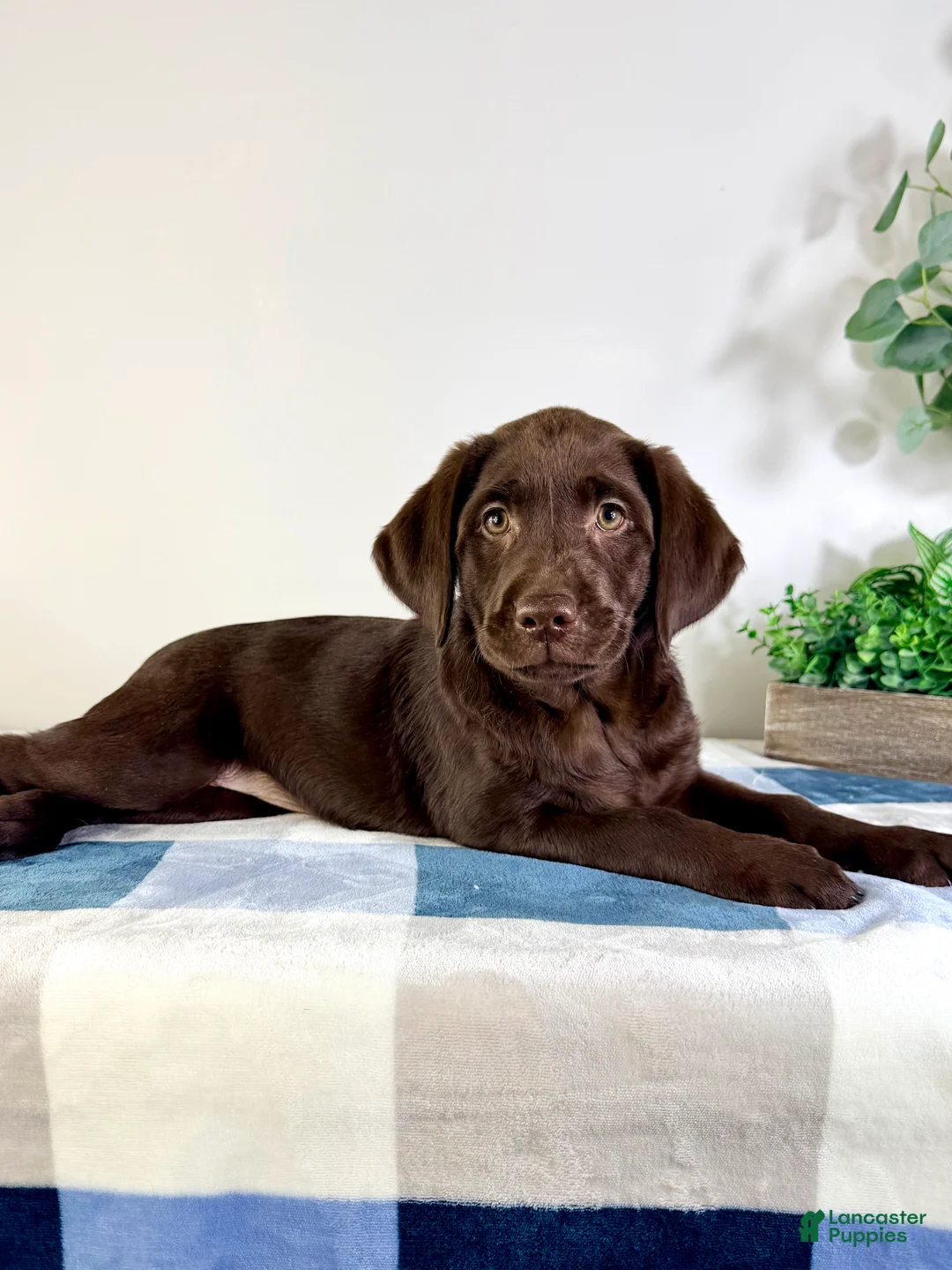 Labrador Retriever dogs for sale: AKC Lainey - Ad 5