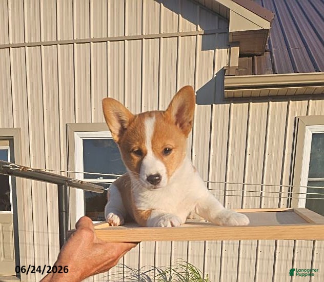 Mixed Breed dogs Jane - Ad 41