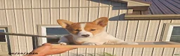 Mixed Breed dogs for sale: Jane - Ad 1