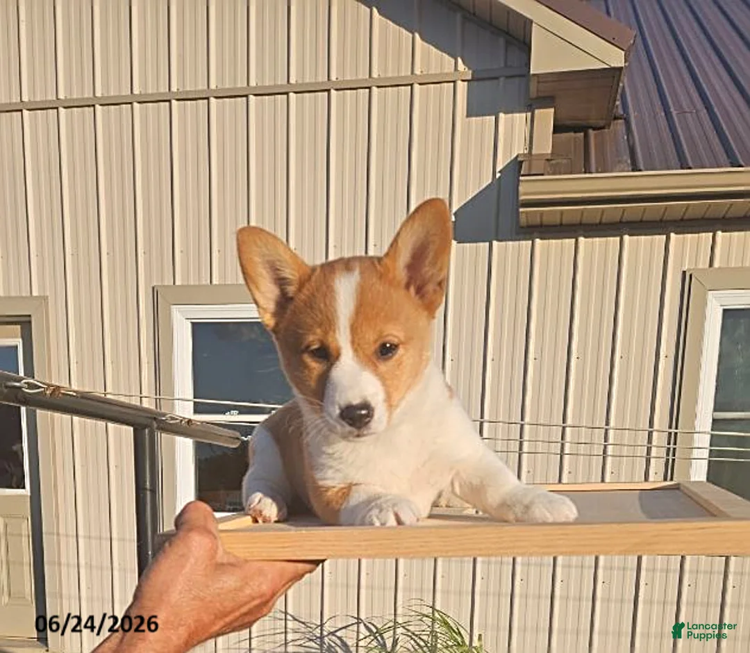 Mixed Breed dogs for sale: Jane - Ad 1