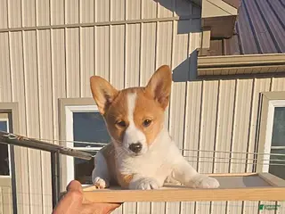 Mixed Breed dogs Jane - Ad 41