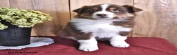 Australian Shepherd dogs for sale: Captain - Ad 2