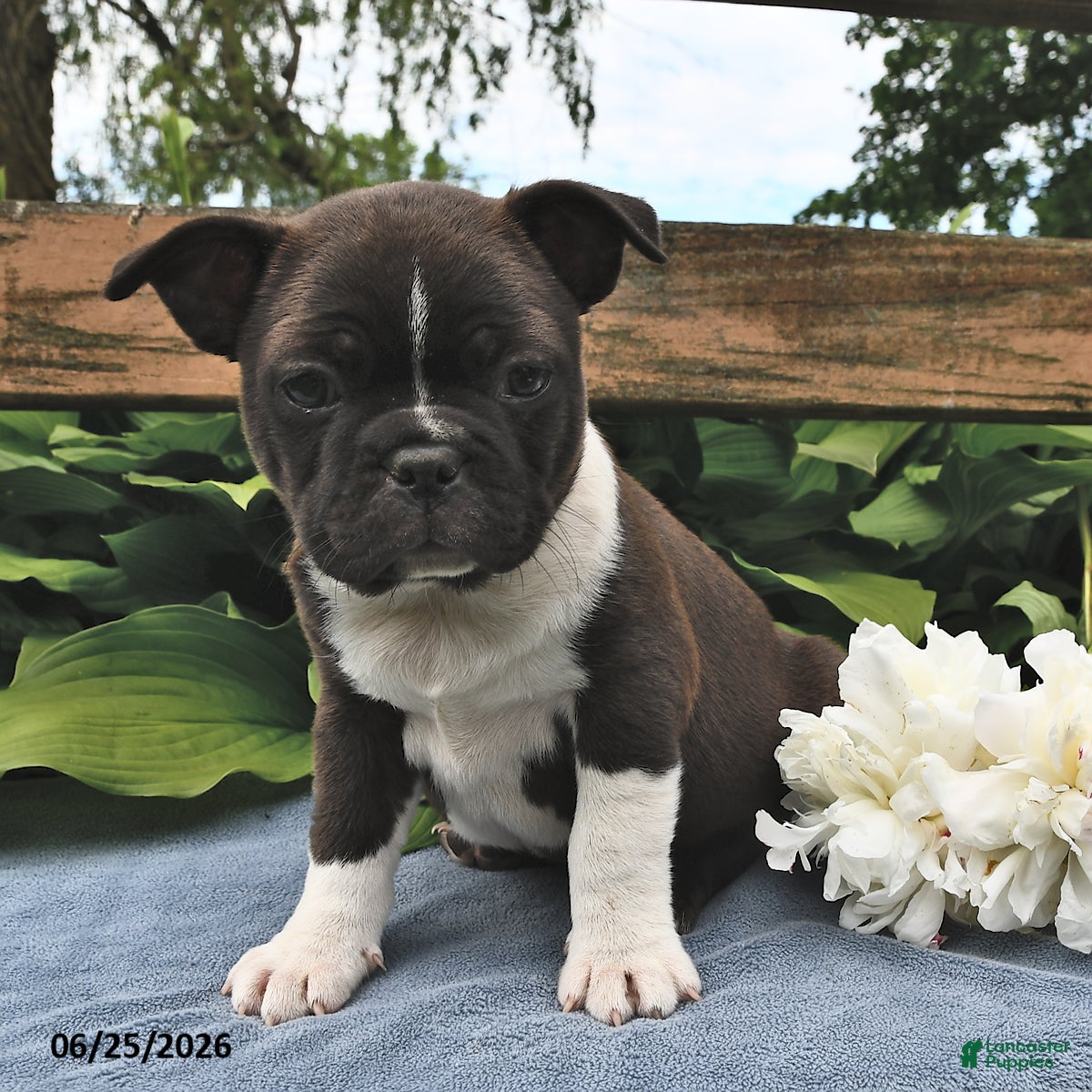 Boston Terrier dogs Jack  - Ad 2