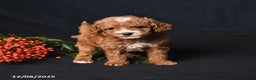Toy Poodle dogs for sale: Tiny Easton - Ad 1