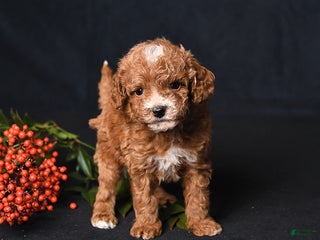 Toy Poodle dogs Tiny Easton - Ad 5