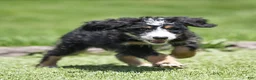 Bernedoodle dogs for sale: Rhett Bernedoodle Puppy  - Ad 3