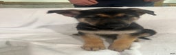 German Shepherd dogs for sale: German Shepherd Puppy 4 - Ad 1