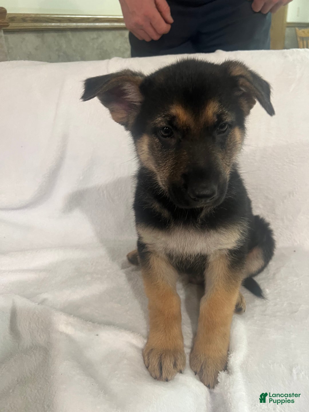 German Shepherd dogs for sale: German Shepherd Puppy 4 - Ad 1