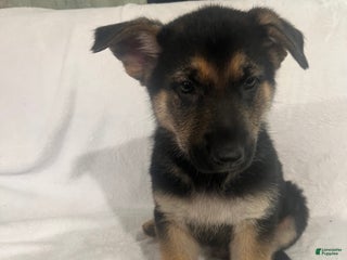 German Shepherd dogs German Shepherd Puppy 4 - Ad 1