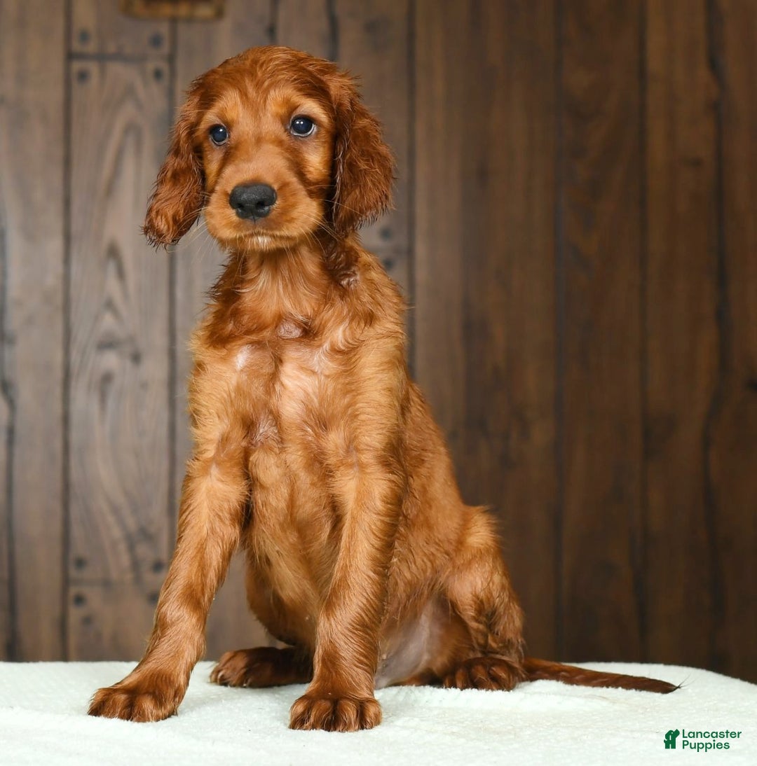 Setter Golden Retriever Puppies Irish Setter Cross Puppies For