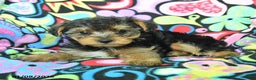Yorkiepoo dogs for sale: Homer - Ad 4
