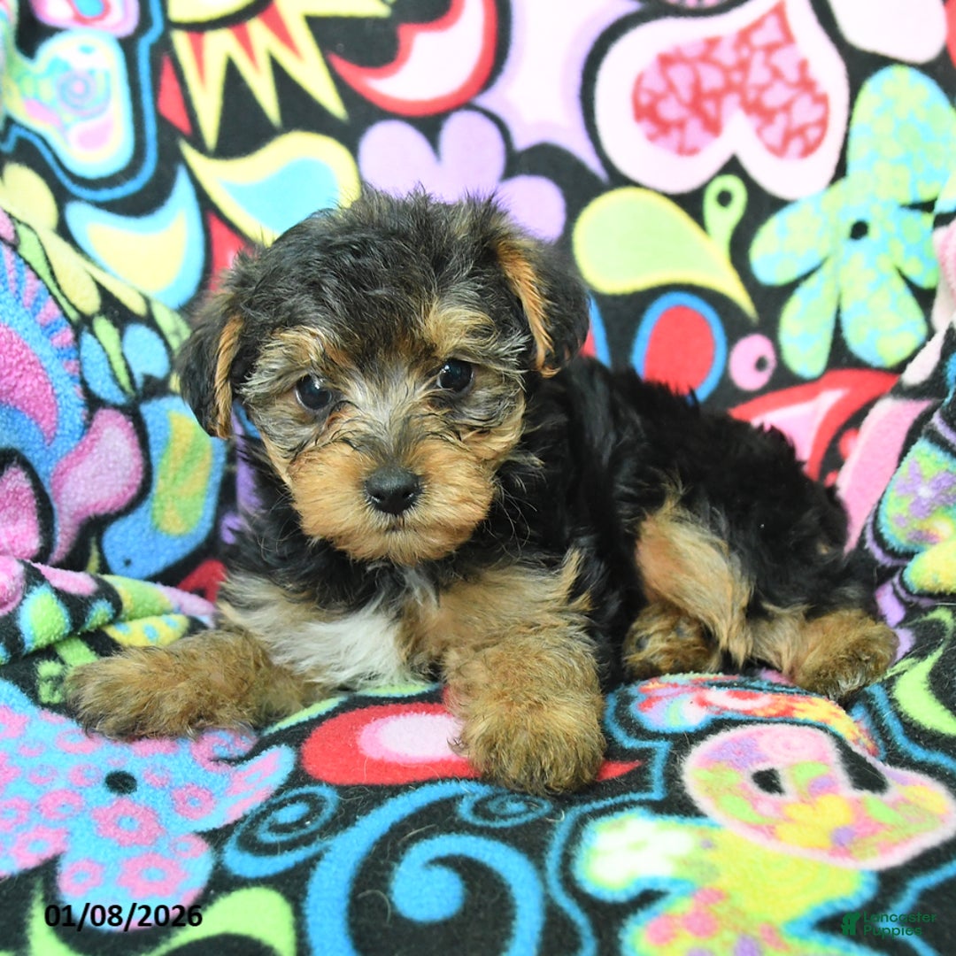 Yorkiepoo dogs for sale: Homer - Ad 4