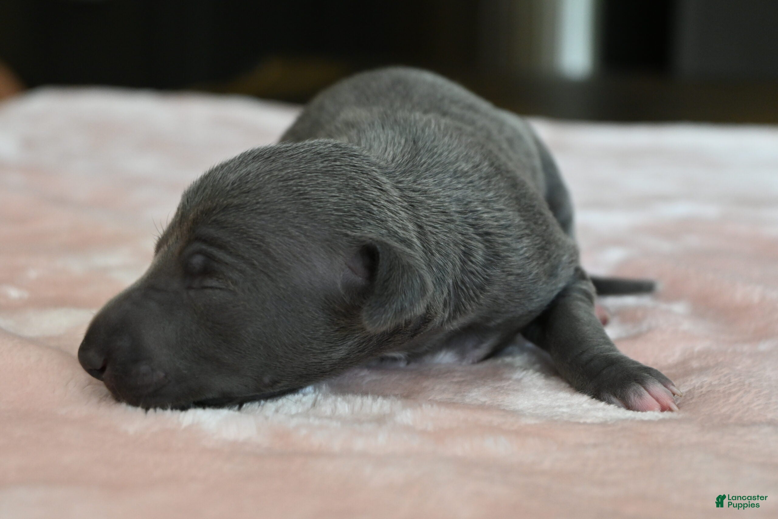 Italian Greyhound dogs Quincy - Ad 1