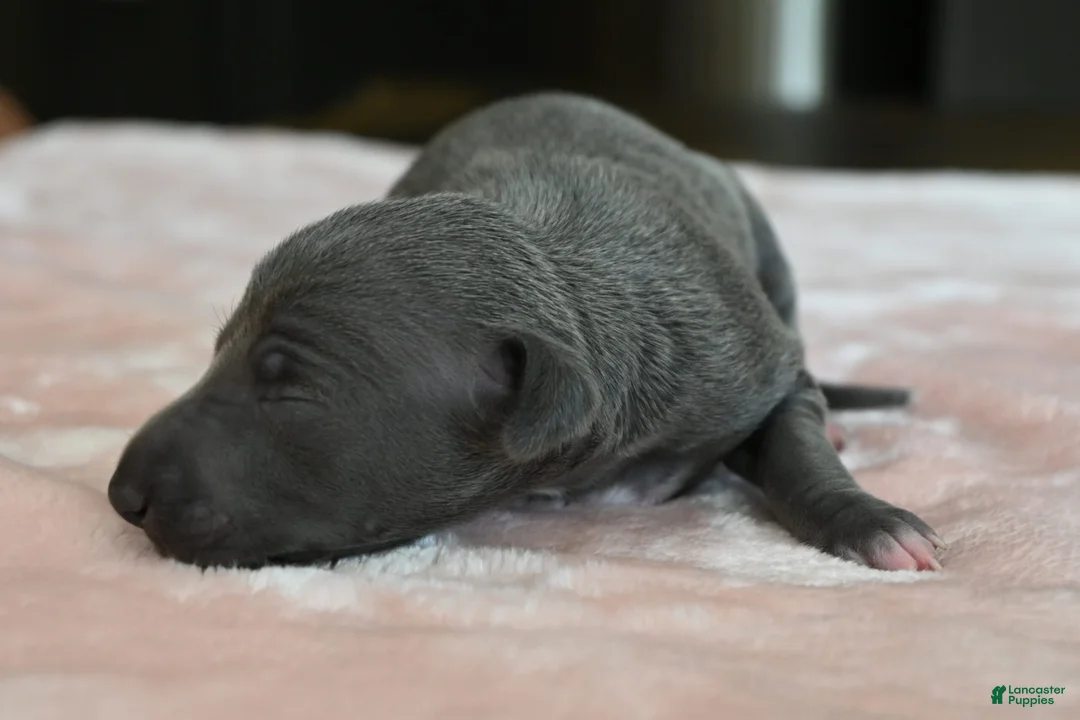 Italian Greyhound dogs for sale: Quincy - Ad 1