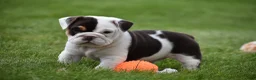 Beabull dogs for sale: Nova - Ad 1