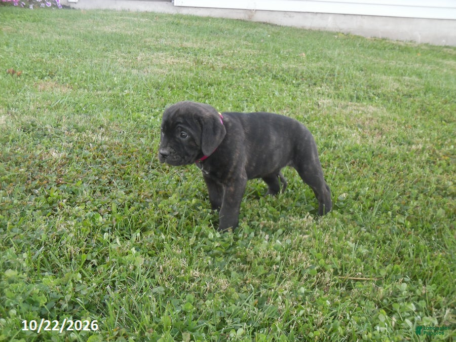 Cane Corso dogs for sale: Abby - Ad 1