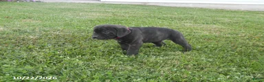 Abby