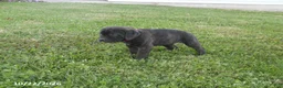 Cane Corso dogs for sale: Abby - Ad 1
