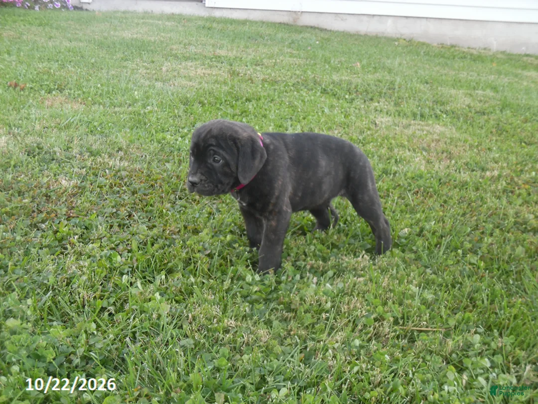 Cane Corso dogs for sale: Abby - Ad 1