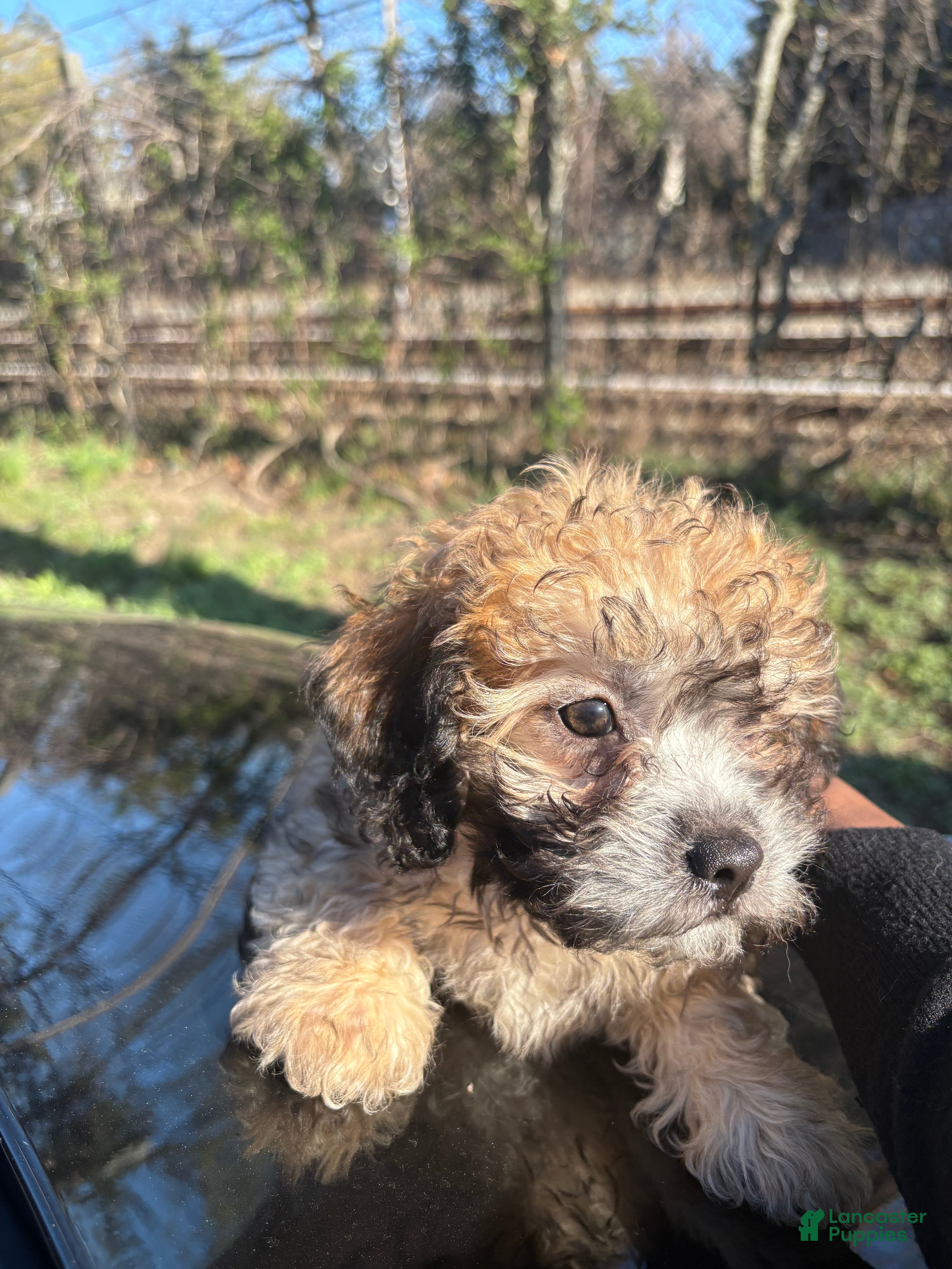 Shihpoo dogs SHA🐾❤️ - Ad 2