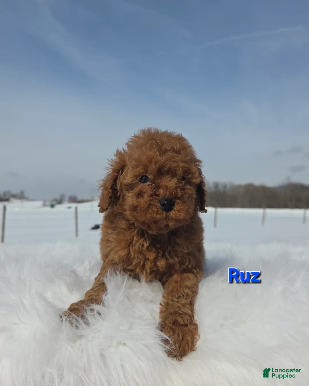 Miniature Poodle dogs for sale: Ruz - Ad 6