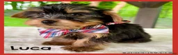 Yorkshire Terrier dogs for sale: Luca - Ad 1