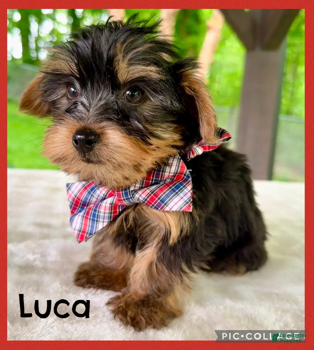 Yorkshire Terrier dogs for sale: Luca - Ad 1