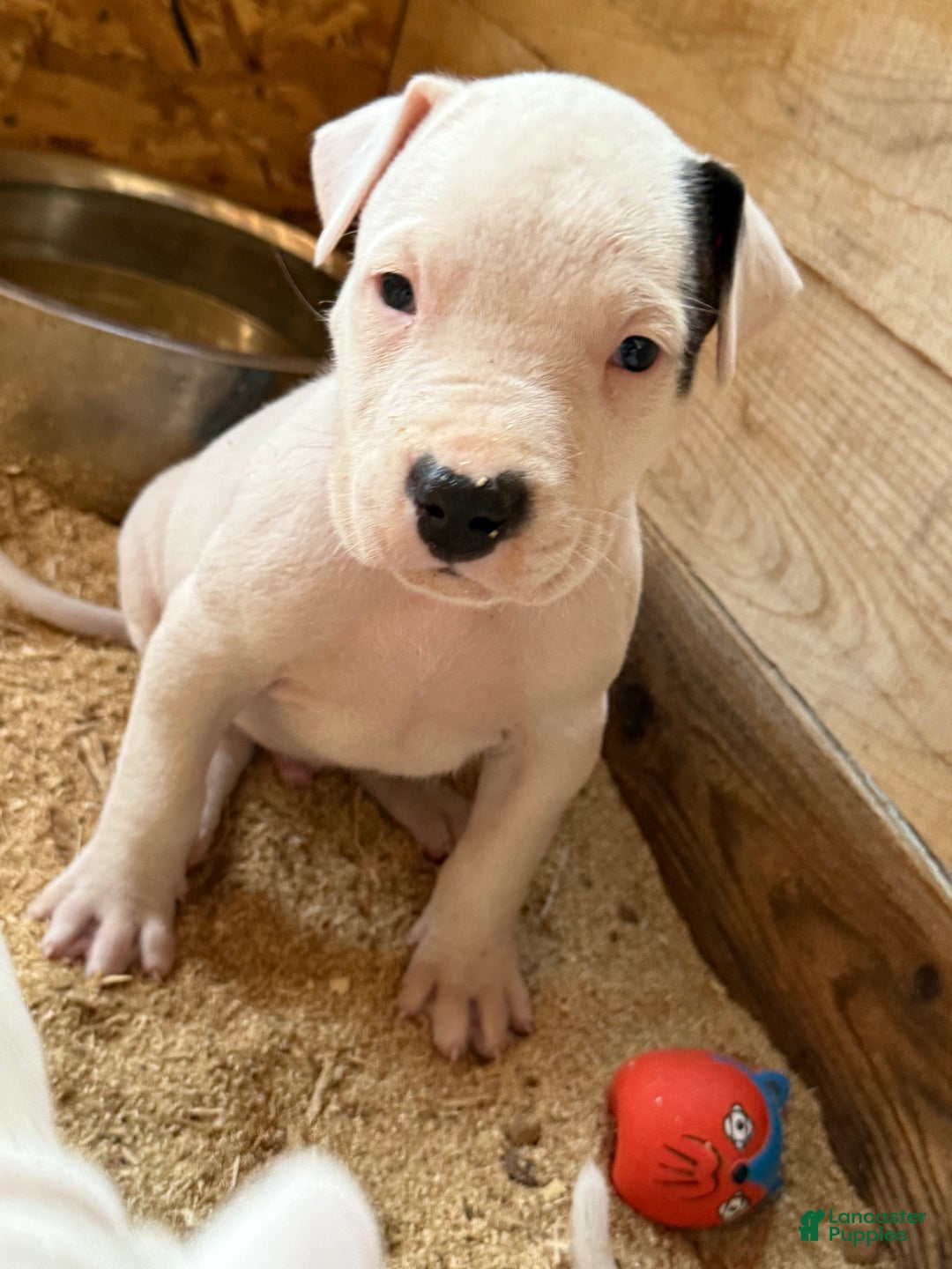 Dogo Argentino dogs for sale: Puppy M3 - Ad 46