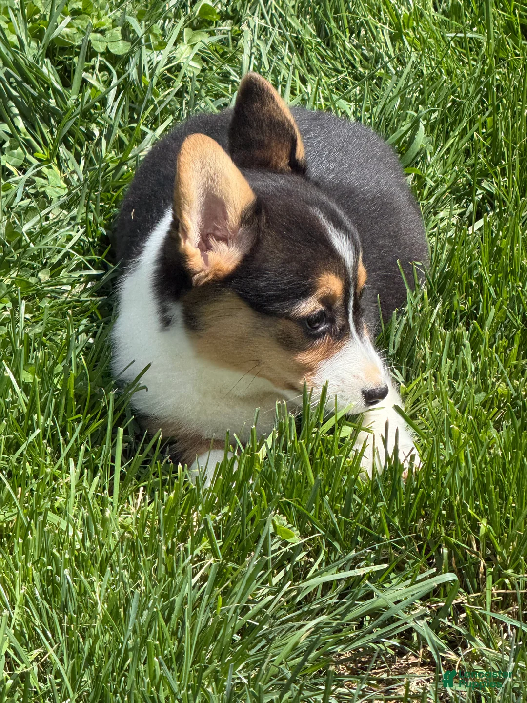American Corgi dogs for sale: American Corgi Puppy 7 - Ad 1