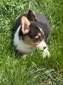 American Corgi Puppy 7