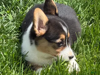 American Corgi dogs American Corgi Puppy 7 - Ad 8