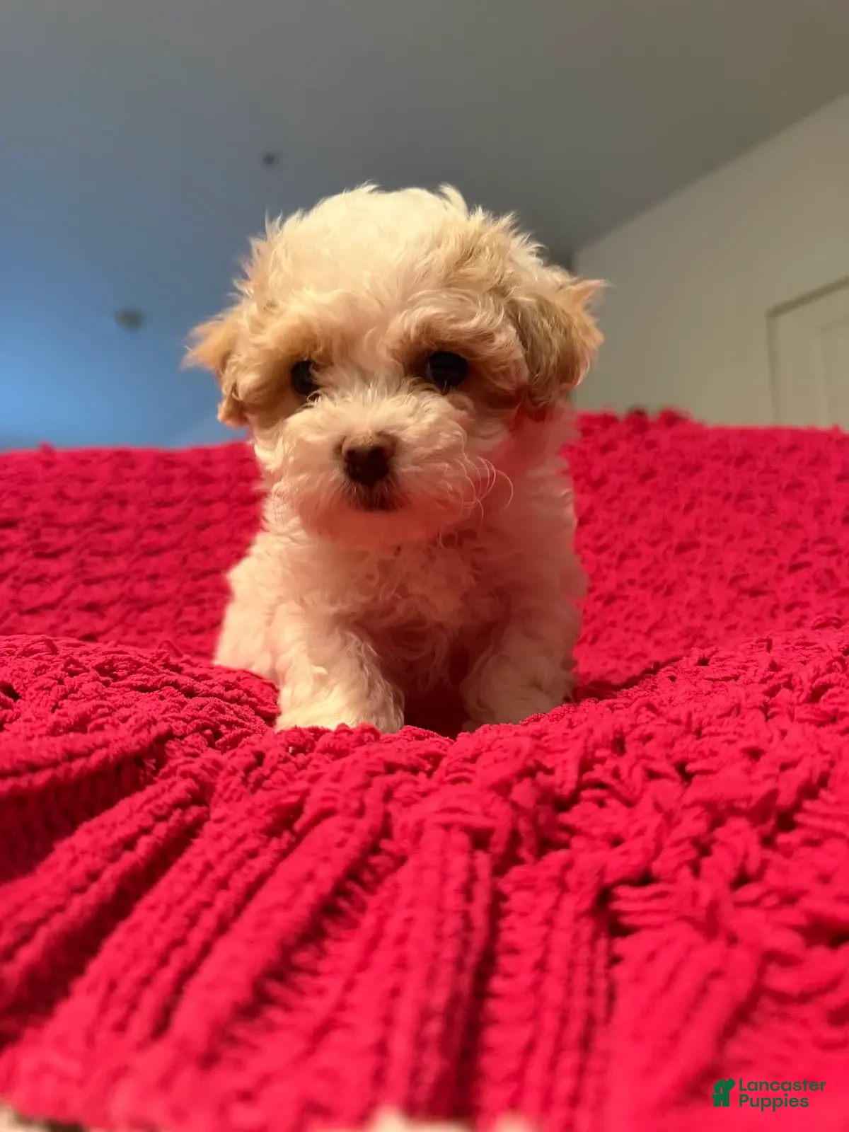 Mixed Breed dogs Biscuit - Ad 2