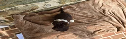 Portuguese Water Dog dogs for sale: Mary - Ad 10