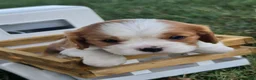 Cavalier King Charles Spaniel dogs for sale: lily - Ad 2