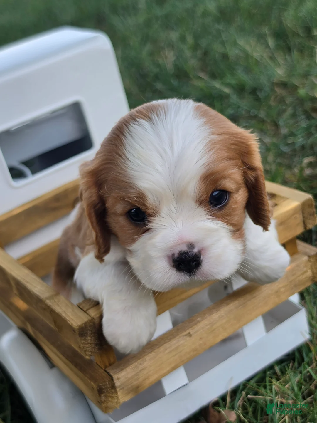 Cavalier King Charles Spaniel dogs for sale: lily - Ad 2