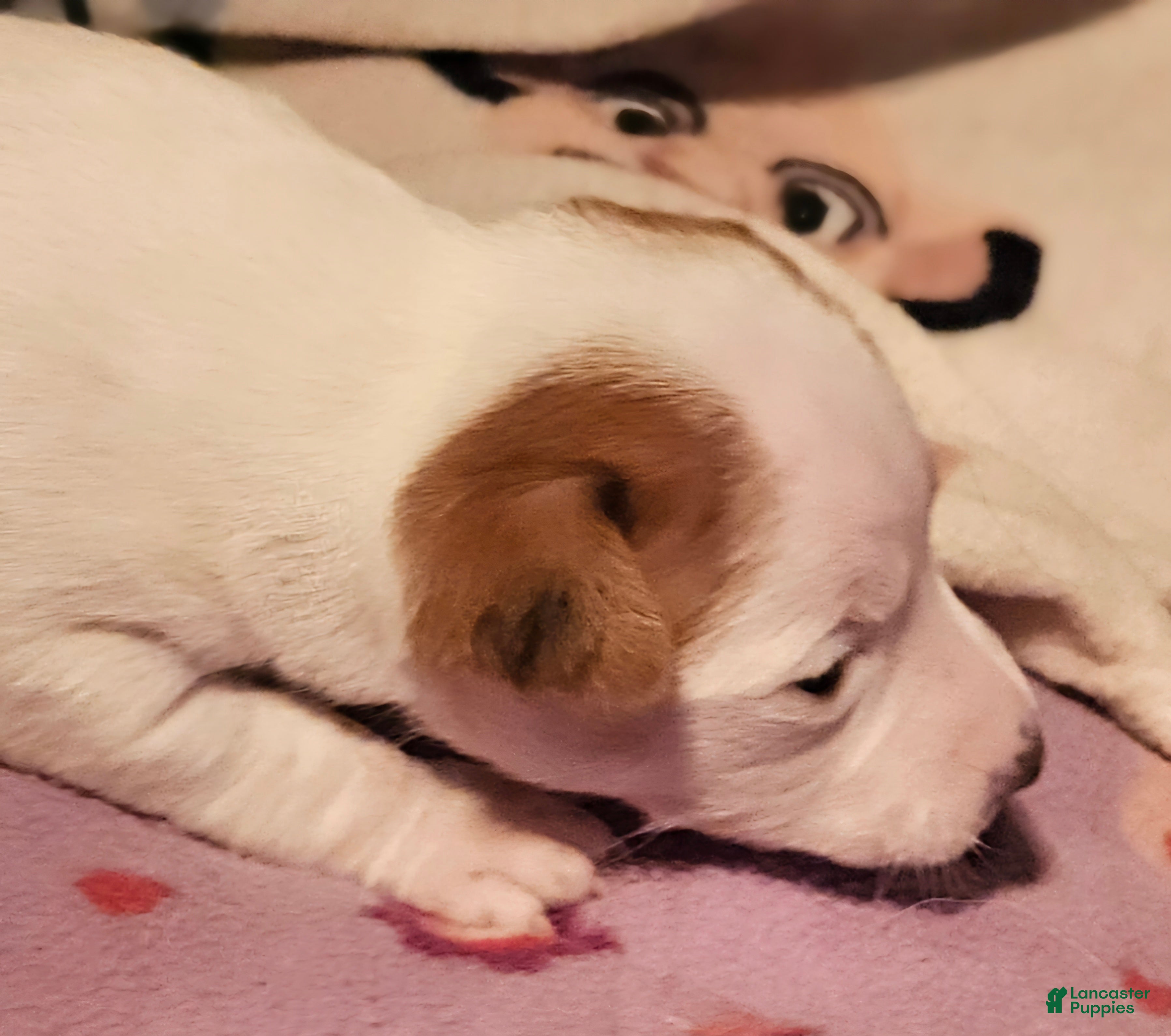 Chihuahua dogs  Ellie (T-Cup) - Ad 41