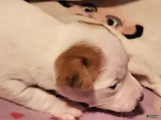 Chihuahua dogs Ellie (T-Cup) - Ad 35