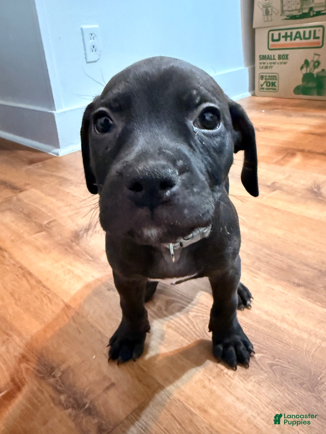 Mixed Breed dogs for sale: Pup Orange - Ad 14