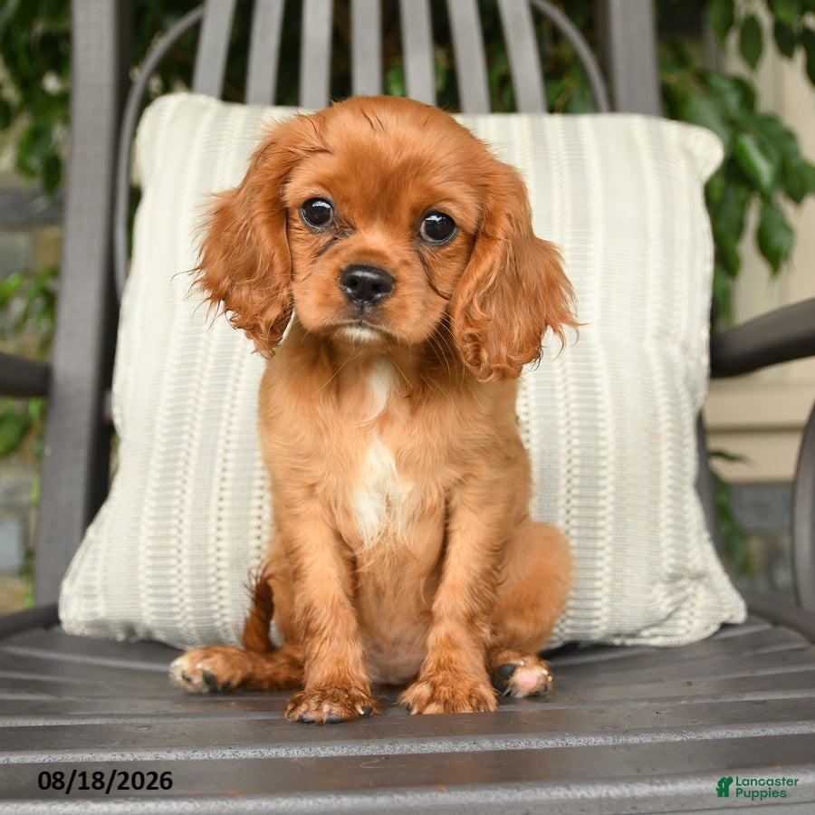 Cavalier King Charles Spaniel dogs Kyla - Ad 1