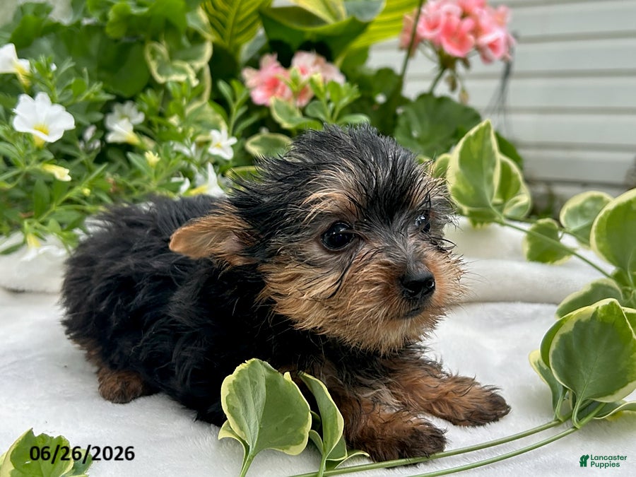 Yorkshire Terrier dogs Koko - Ad 2