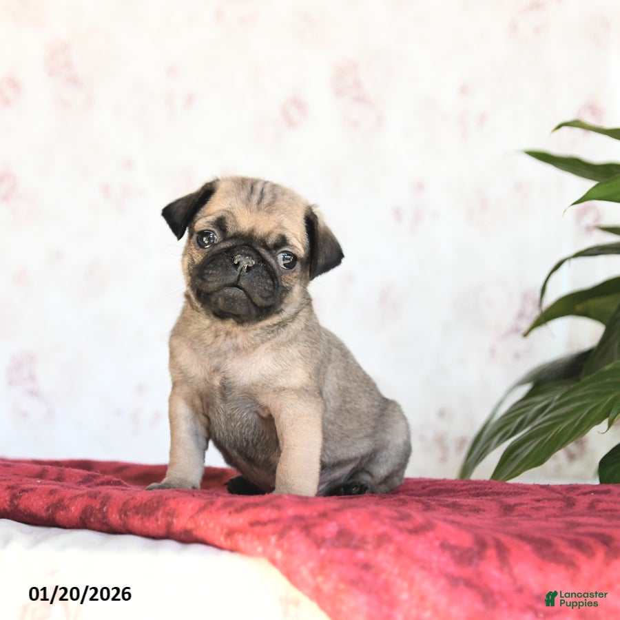 Pug dogs Twix - Ad 6