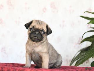 Pug dogs Twix - Ad 29