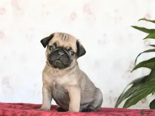 Pug dogs Twix - Ad 20