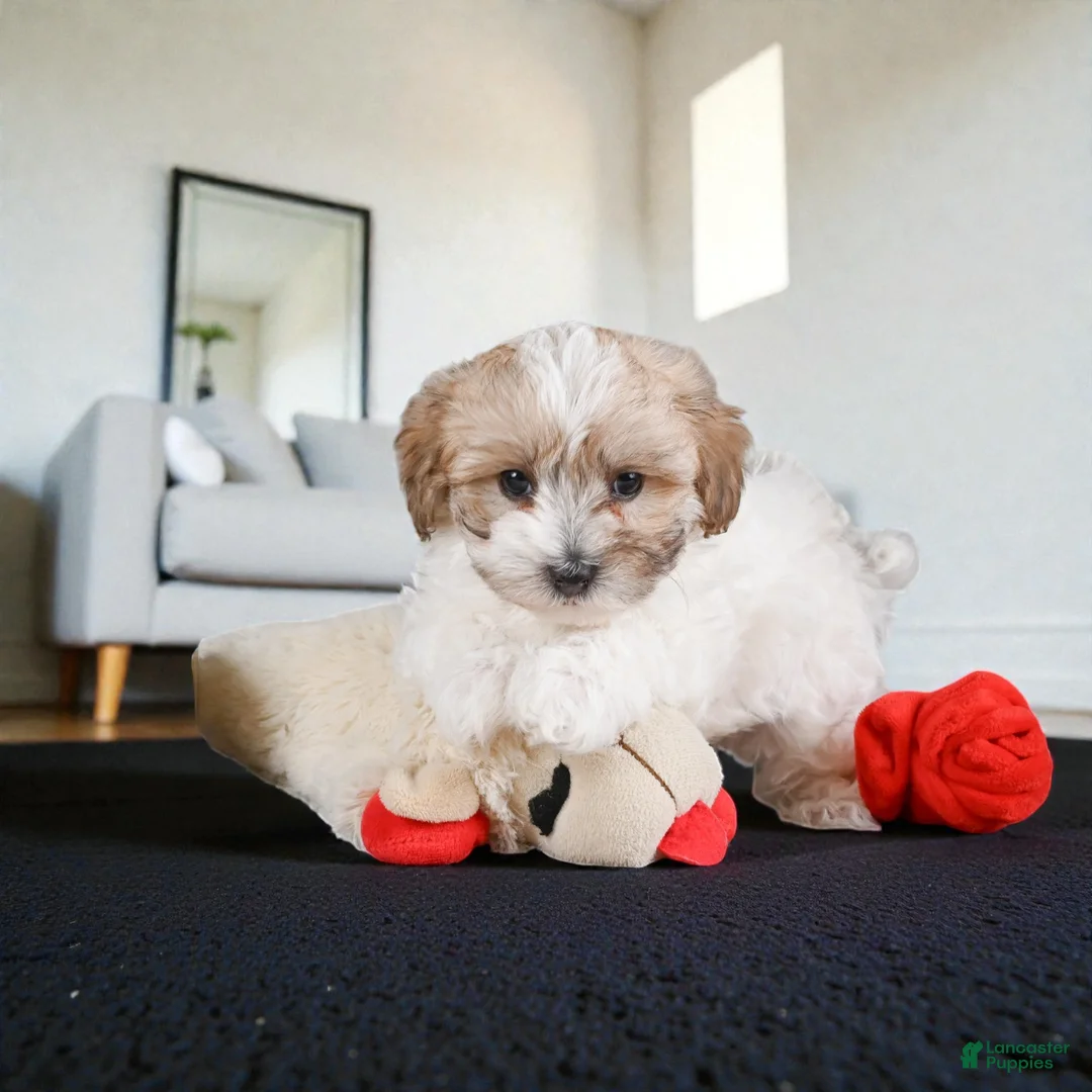 Maltipoo dogs for sale: rocky - Ad 2