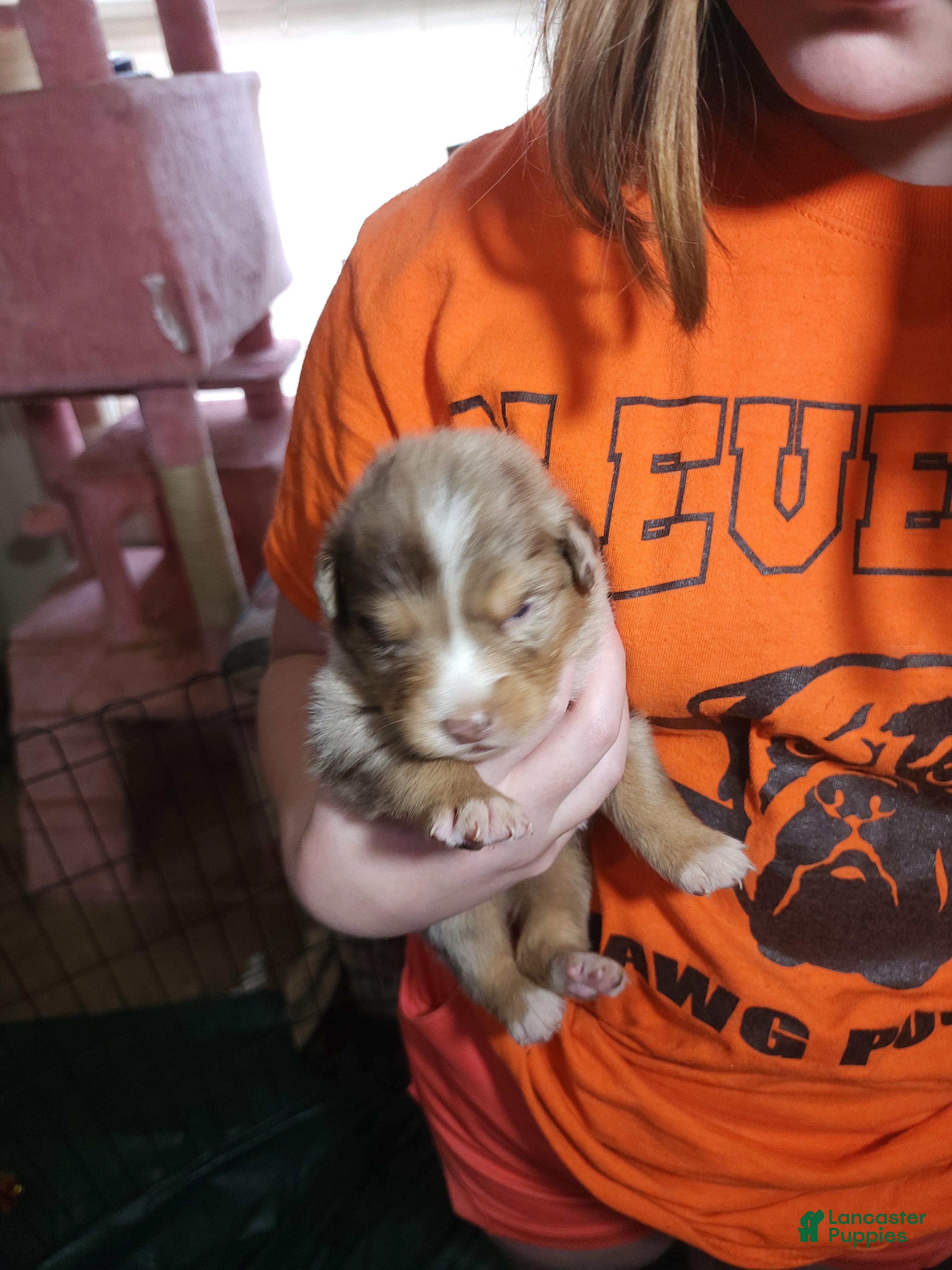 Australian Shepherd dogs Australian Shepherd Red Merle Male 2 - Ad 2