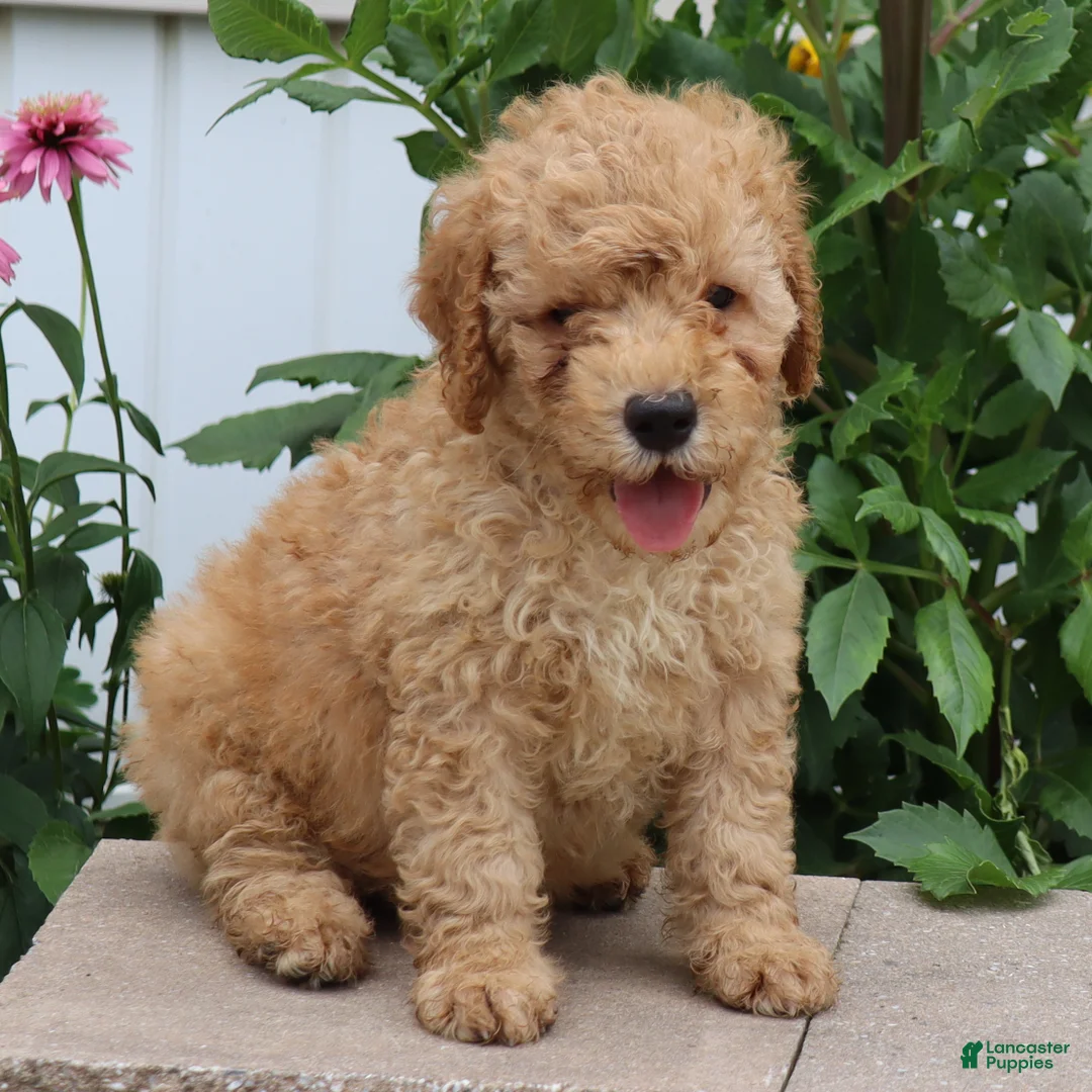 Mini Goldendoodle dogs for sale: Frankie - Ad 2