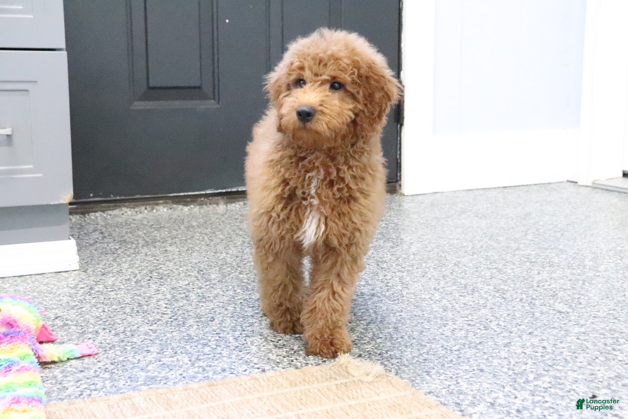 Mini Goldendoodle dogs Murphy - Ad 2