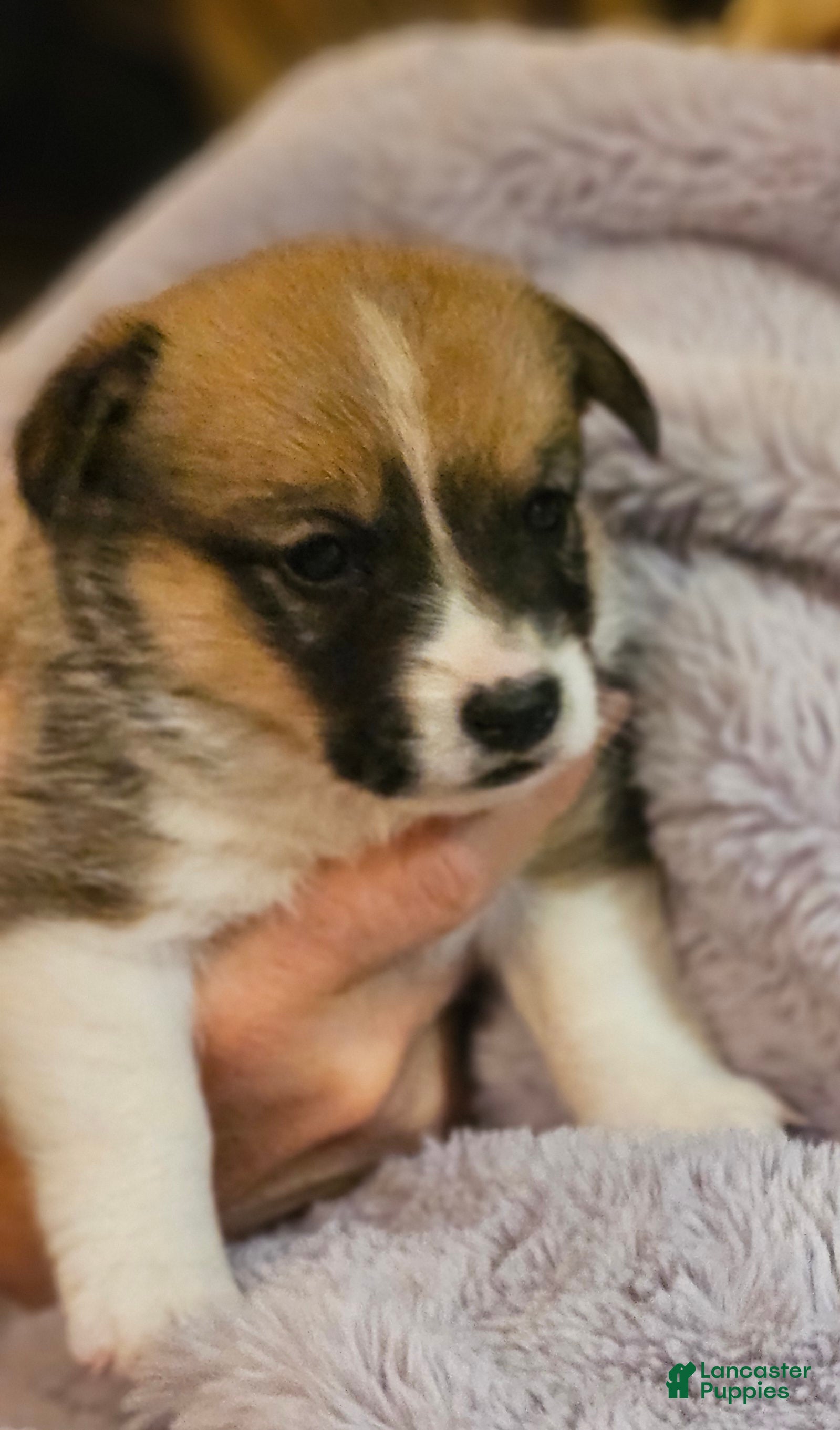 Mixed Breed dogs Paloma - Ad 27