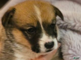 Mixed Breed dogs Paloma - Ad 27