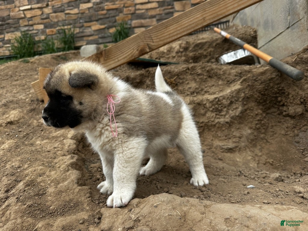Akita dogs Rosie – Female - Ad 2